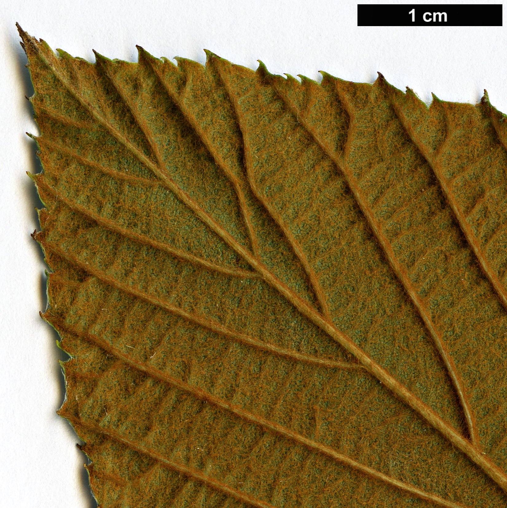 High resolution image: Family: Rosaceae - Genus: Sorbus - Taxon: ’Aurita’