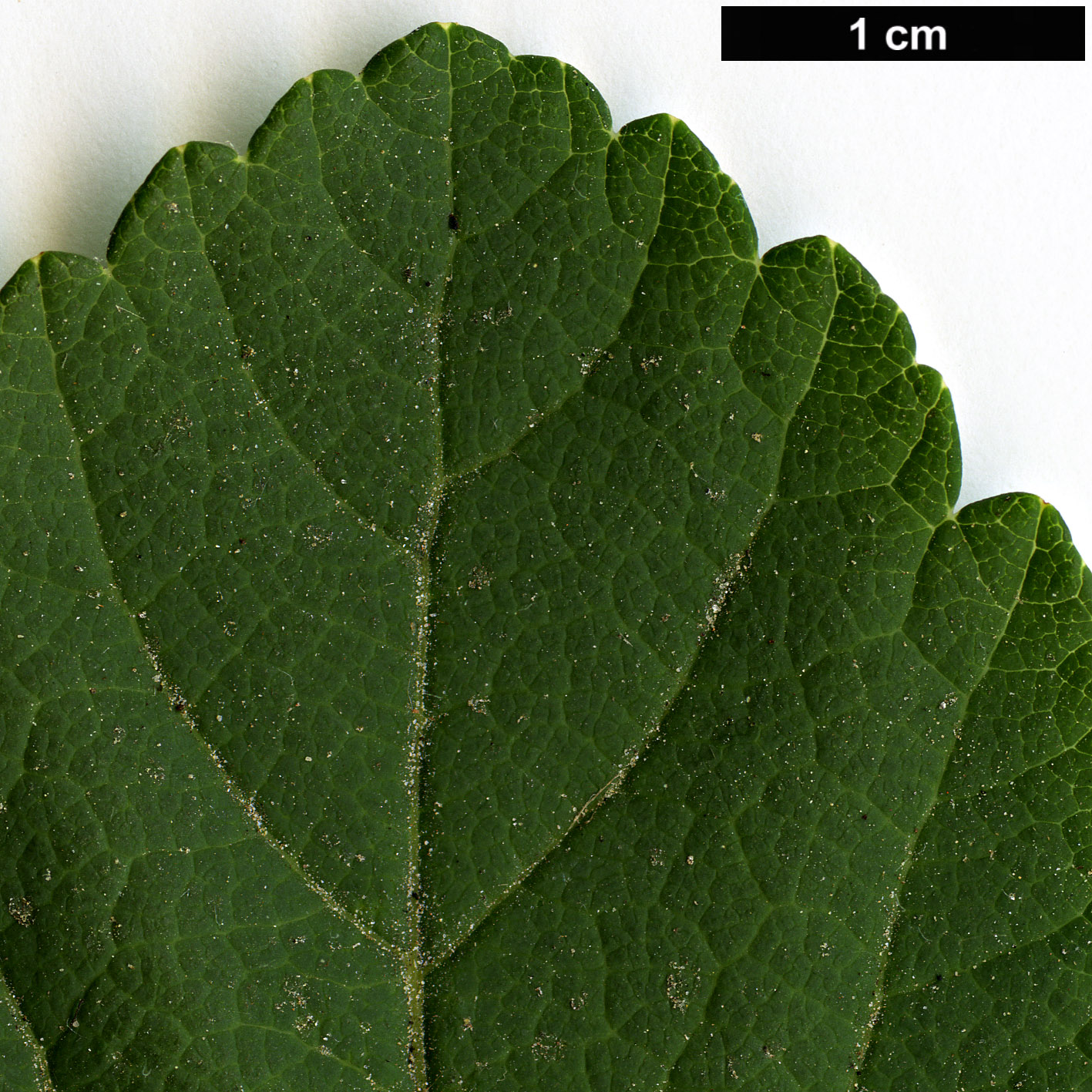 High resolution image: Family: Rosaceae - Genus: Spiraea - Taxon: betulifolia High resolution image: Family: Rosaceae - Genus: Spiraea - Taxon: betulifolia