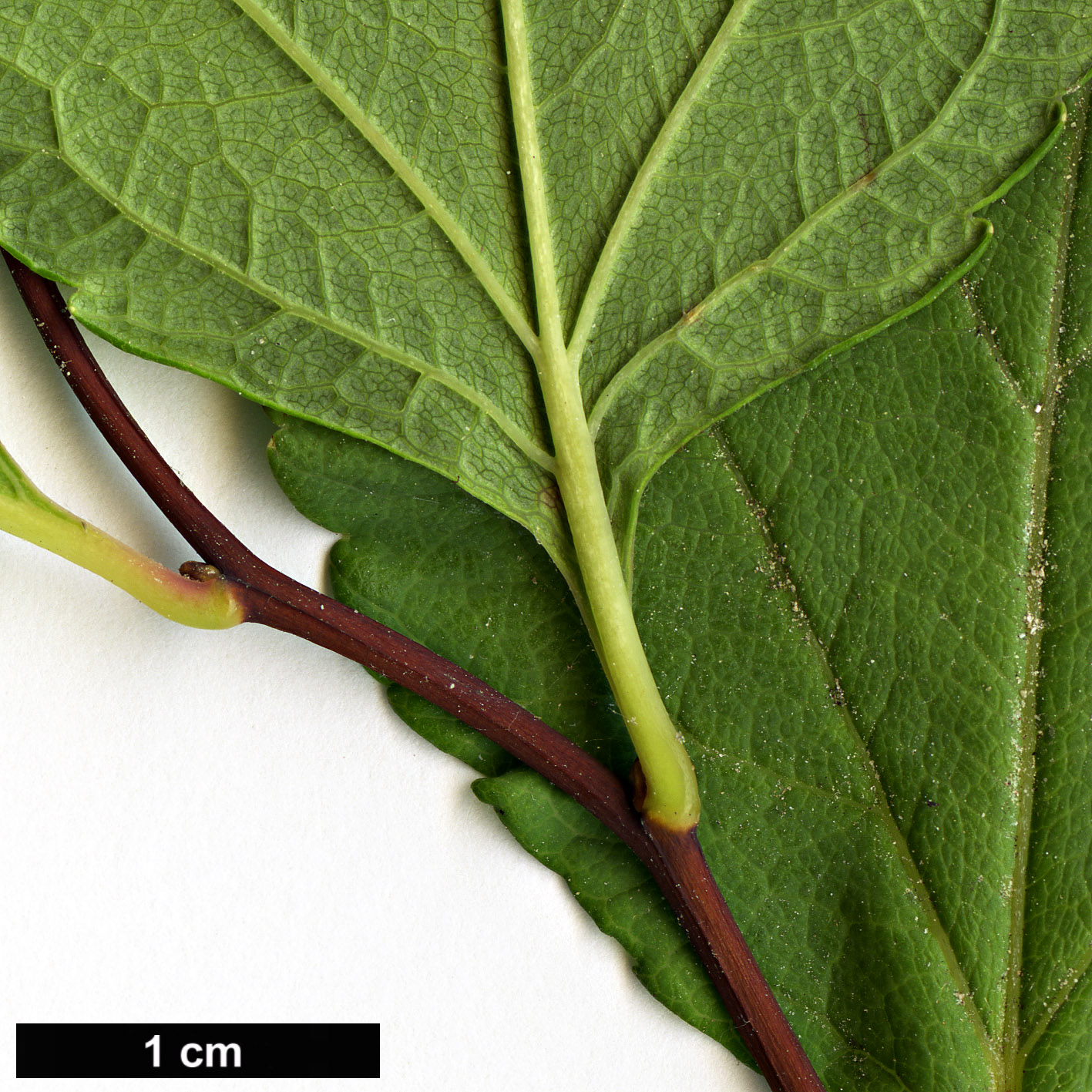 High resolution image: Family: Rosaceae - Genus: Spiraea - Taxon: betulifolia High resolution image: Family: Rosaceae - Genus: Spiraea - Taxon: betulifolia