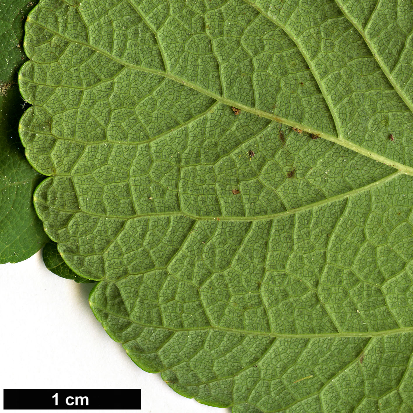 High resolution image: Family: Rosaceae - Genus: Spiraea - Taxon: betulifolia High resolution image: Family: Rosaceae - Genus: Spiraea - Taxon: betulifolia