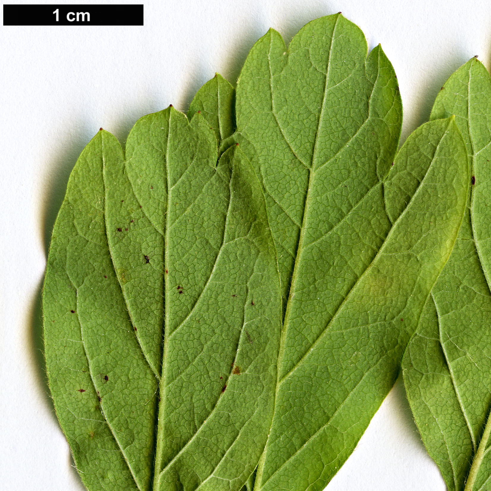 High resolution image: Family: Rosaceae - Genus: Spiraea - Taxon: media High resolution image: Family: Rosaceae - Genus: Spiraea - Taxon: media