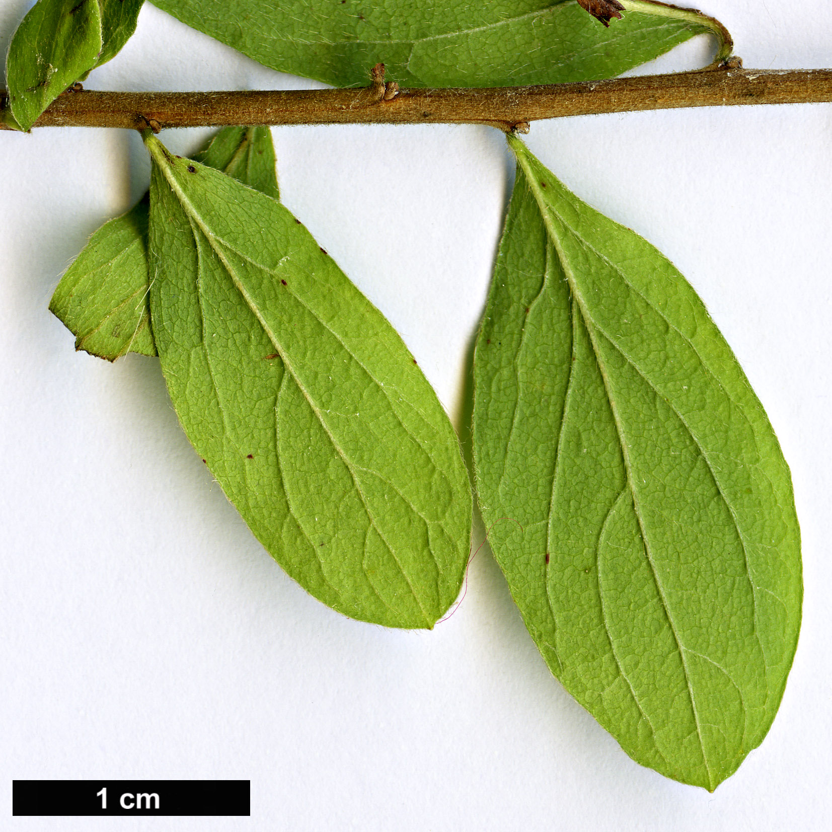 High resolution image: Family: Rosaceae - Genus: Spiraea - Taxon: media High resolution image: Family: Rosaceae - Genus: Spiraea - Taxon: media