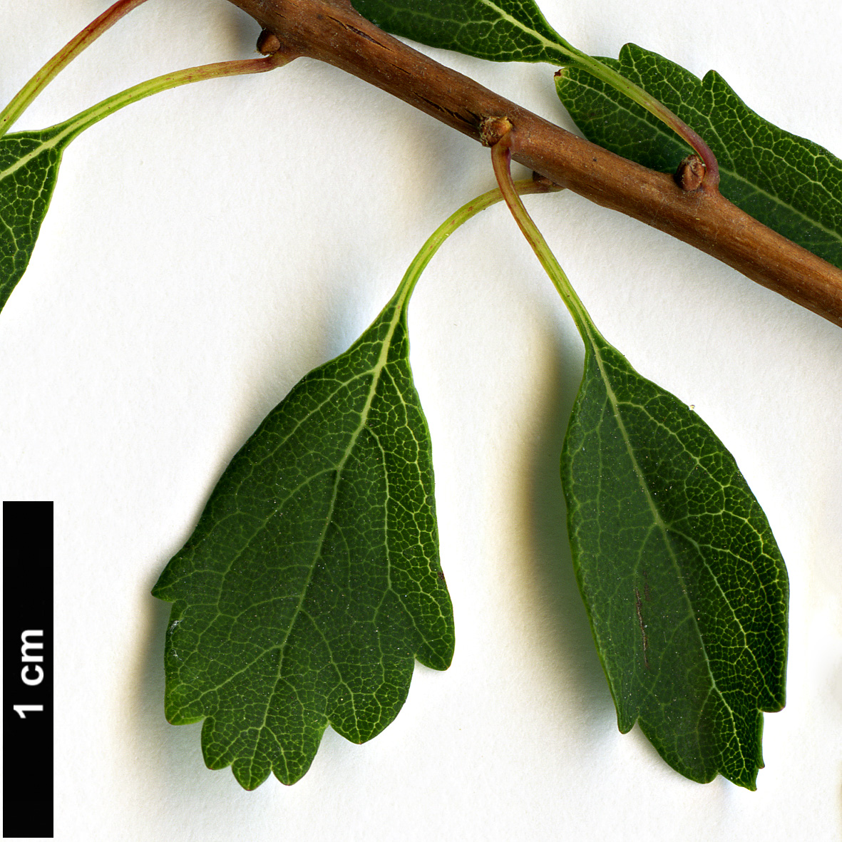 High resolution image: Family: Rosaceae - Genus: Spiraea - Taxon: trilobata High resolution image: Family: Rosaceae - Genus: Spiraea - Taxon: trilobata