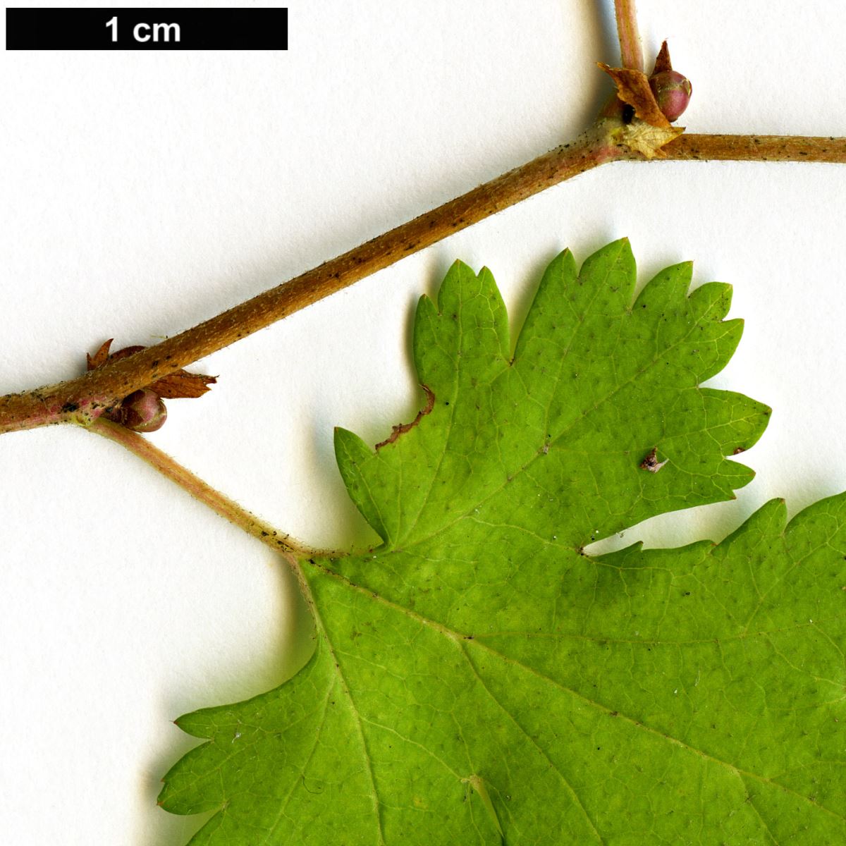 High resolution image: Family: Rosaceae - Genus: Stephanandra - Taxon: incisa
