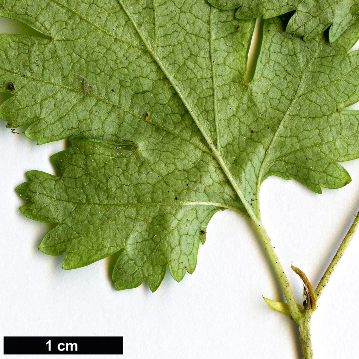 High resolution image: Family: Rosaceae - Genus: Stephanandra - Taxon: incisa