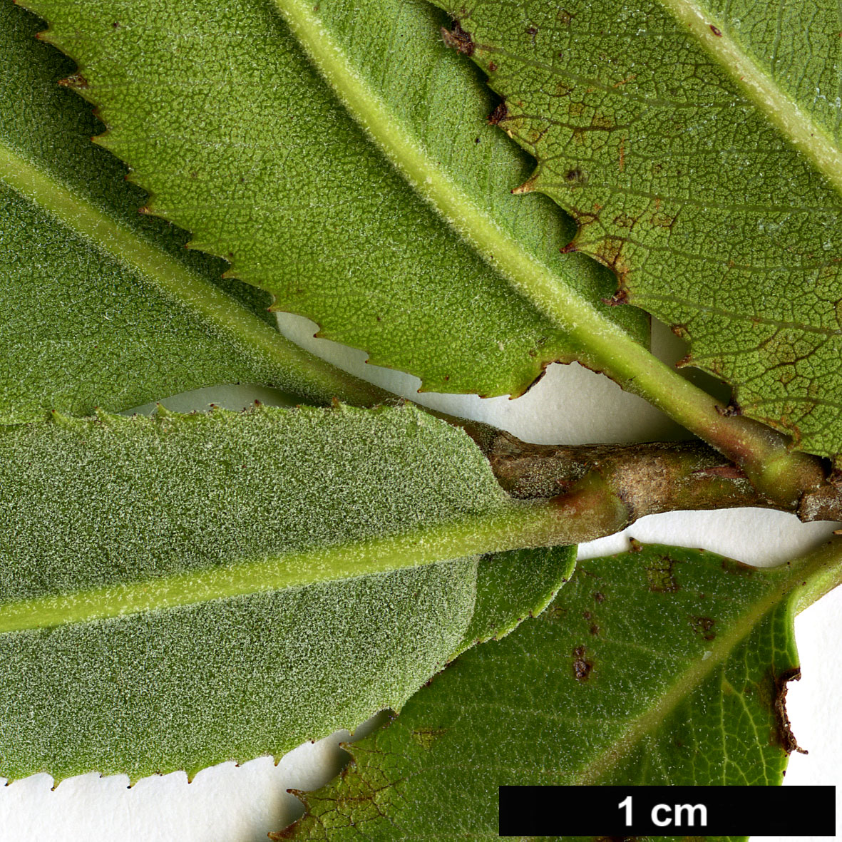 High resolution image: Family: Rosaceae - Genus: Vauquelinia - Taxon: californica