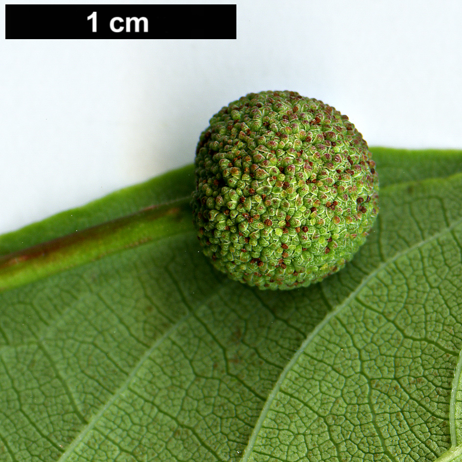 High resolution image: Family: Rubiaceae - Genus: Cephalanthus - Taxon: occidentalis