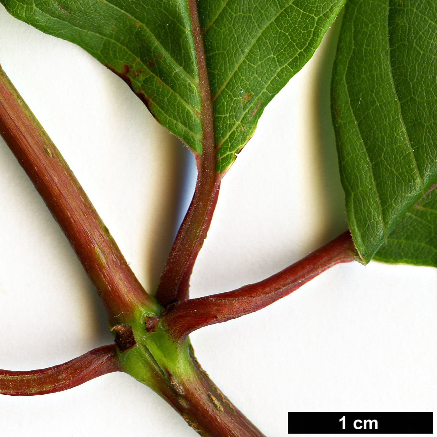 High resolution image: Family: Rubiaceae - Genus: Cephalanthus - Taxon: occidentalis