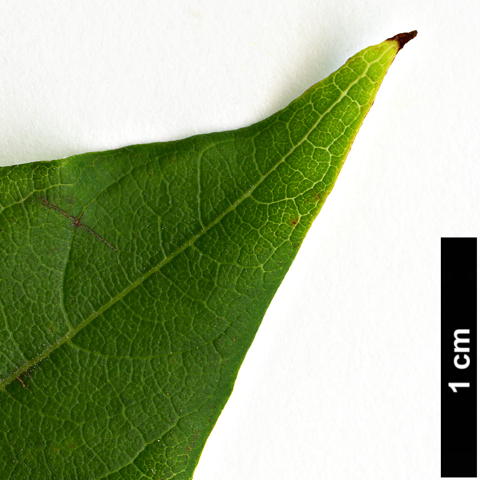 High resolution image: Family: Rubiaceae - Genus: Cephalanthus - Taxon: occidentalis