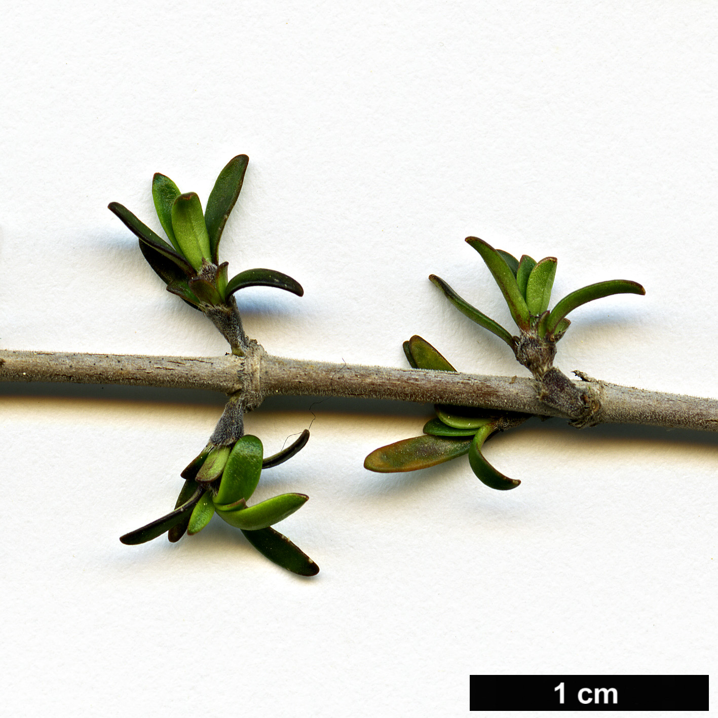 High resolution image: Family: Rubiaceae - Genus: Coprosma - Taxon: cheesemanii