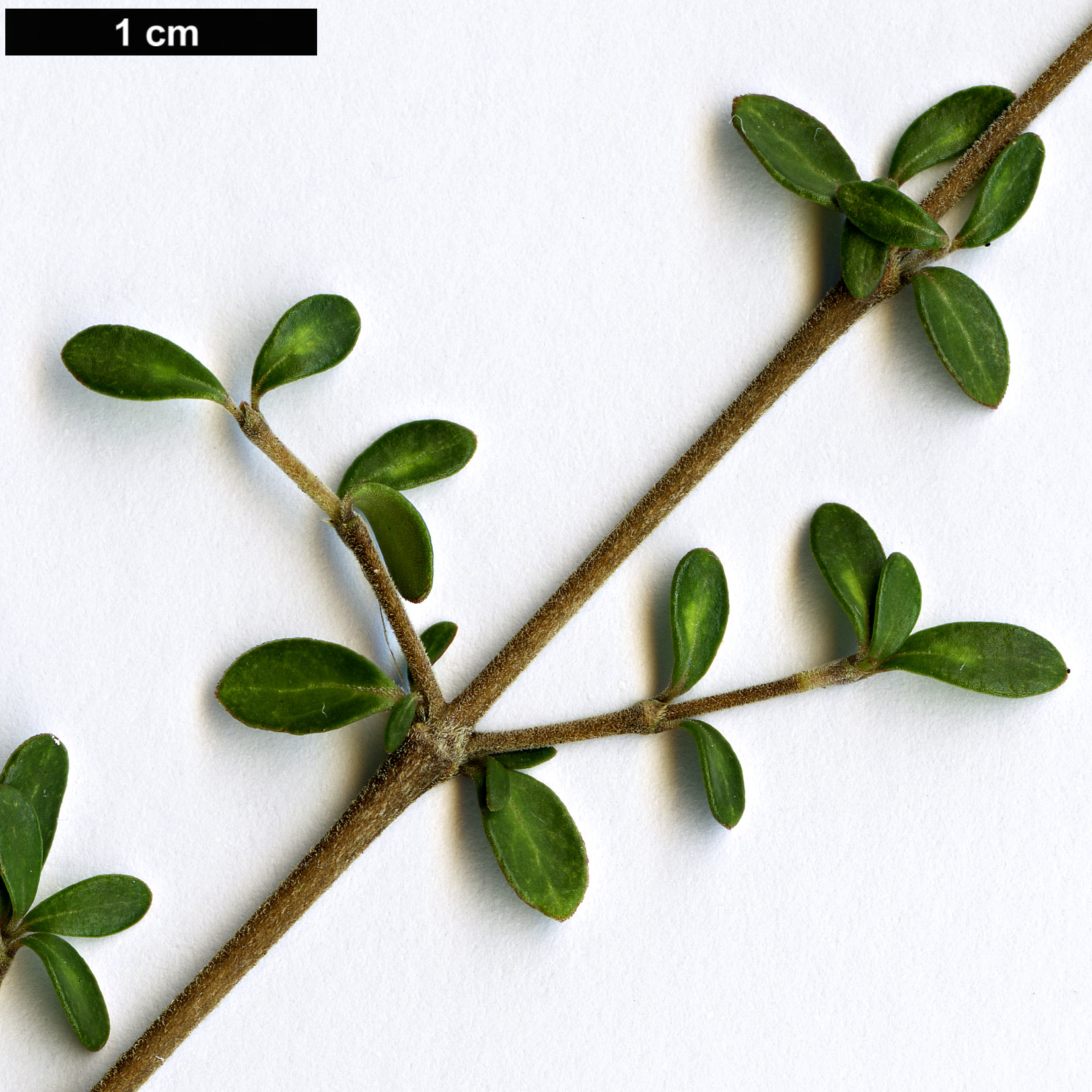 High resolution image: Family: Rubiaceae - Genus: Coprosma - Taxon: parviflora