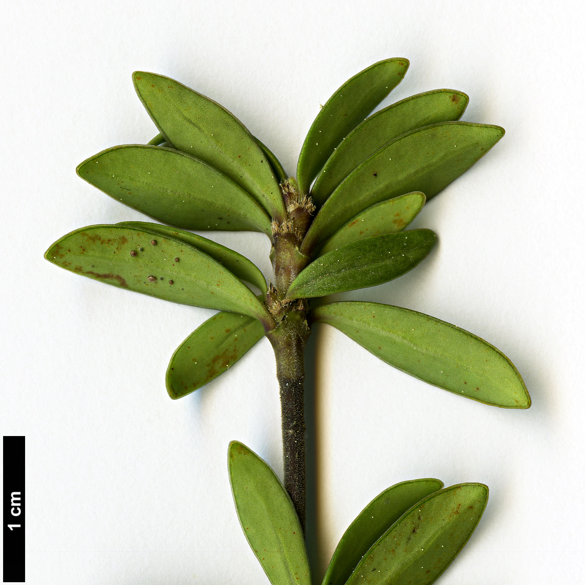 High resolution image: Family: Rubiaceae - Genus: Coprosma - Taxon: pseudocuneata