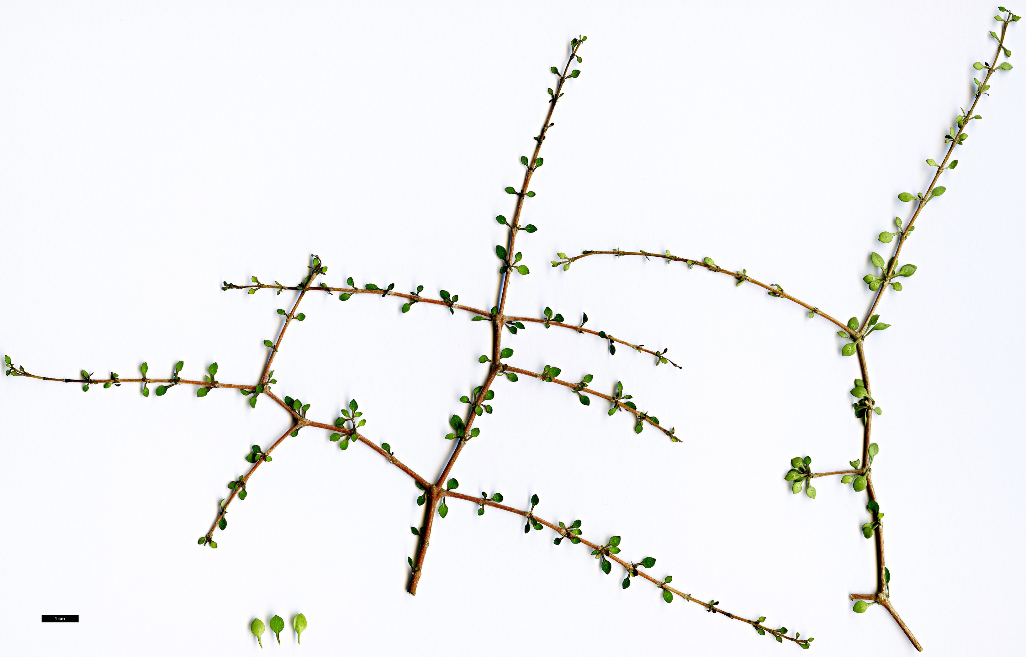 High resolution image: Family: Rubiaceae - Genus: Coprosma - Taxon: virescens