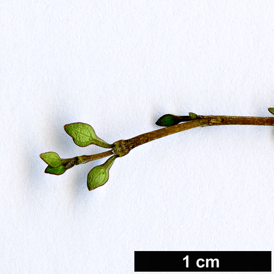 High resolution image: Family: Rubiaceae - Genus: Coprosma - Taxon: virescens