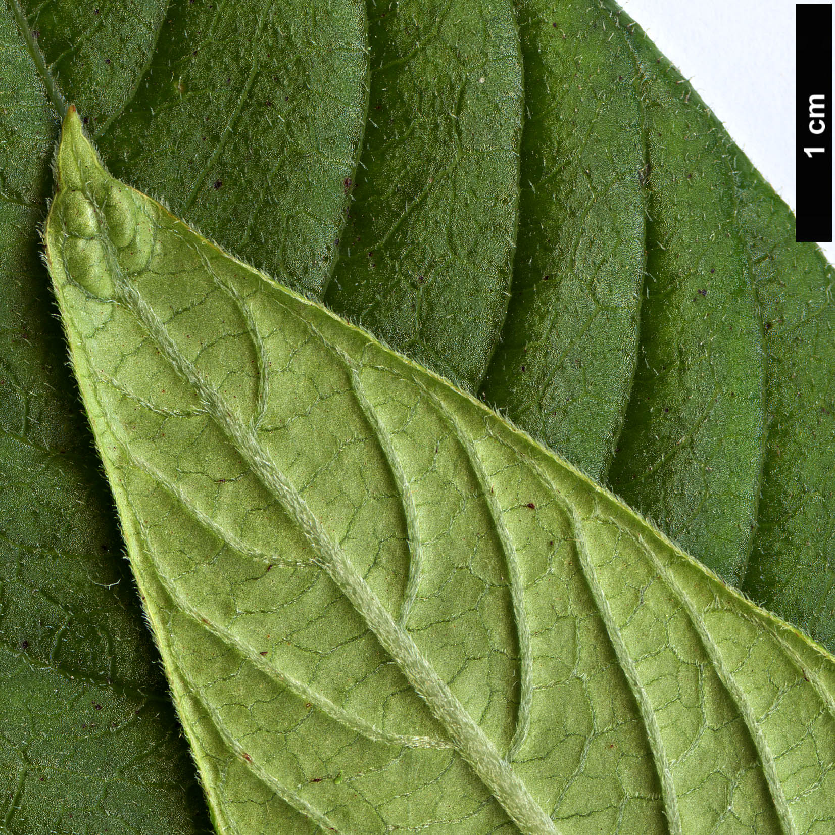 High resolution image: Family: Rubiaceae - Genus: Neohymenopogon - Taxon: parasiticus