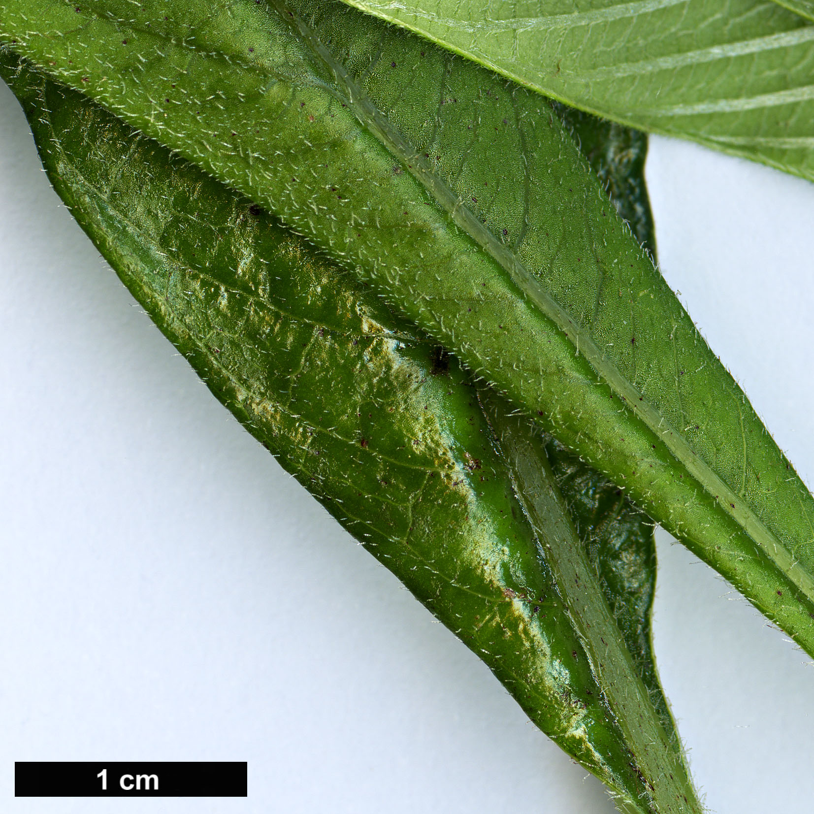 High resolution image: Family: Rubiaceae - Genus: Neohymenopogon - Taxon: parasiticus