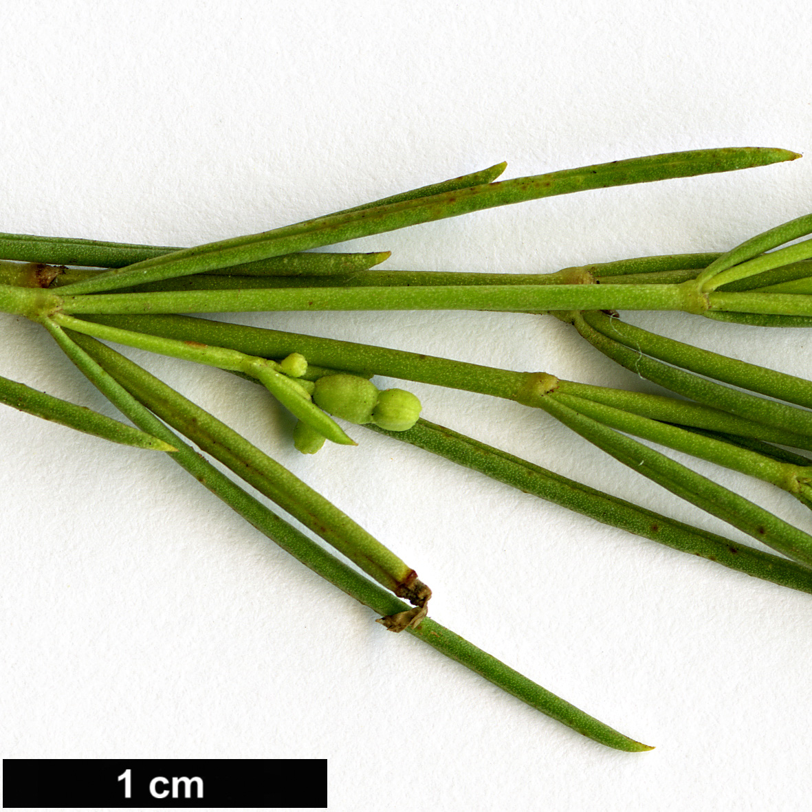 High resolution image: Family: Rubiaceae - Genus: Plocama - Taxon: pendula