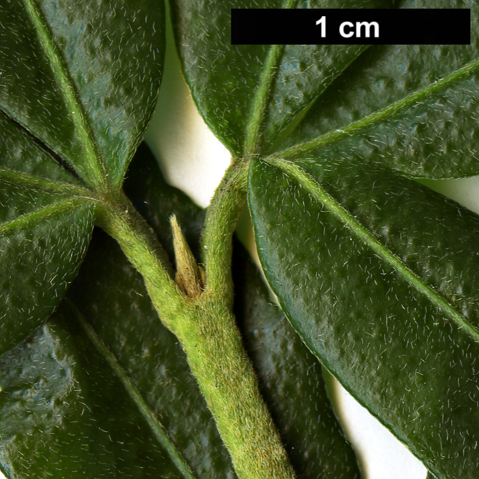 High resolution image: Family: Rutaceae - Genus: Acradenia - Taxon: frankliniae