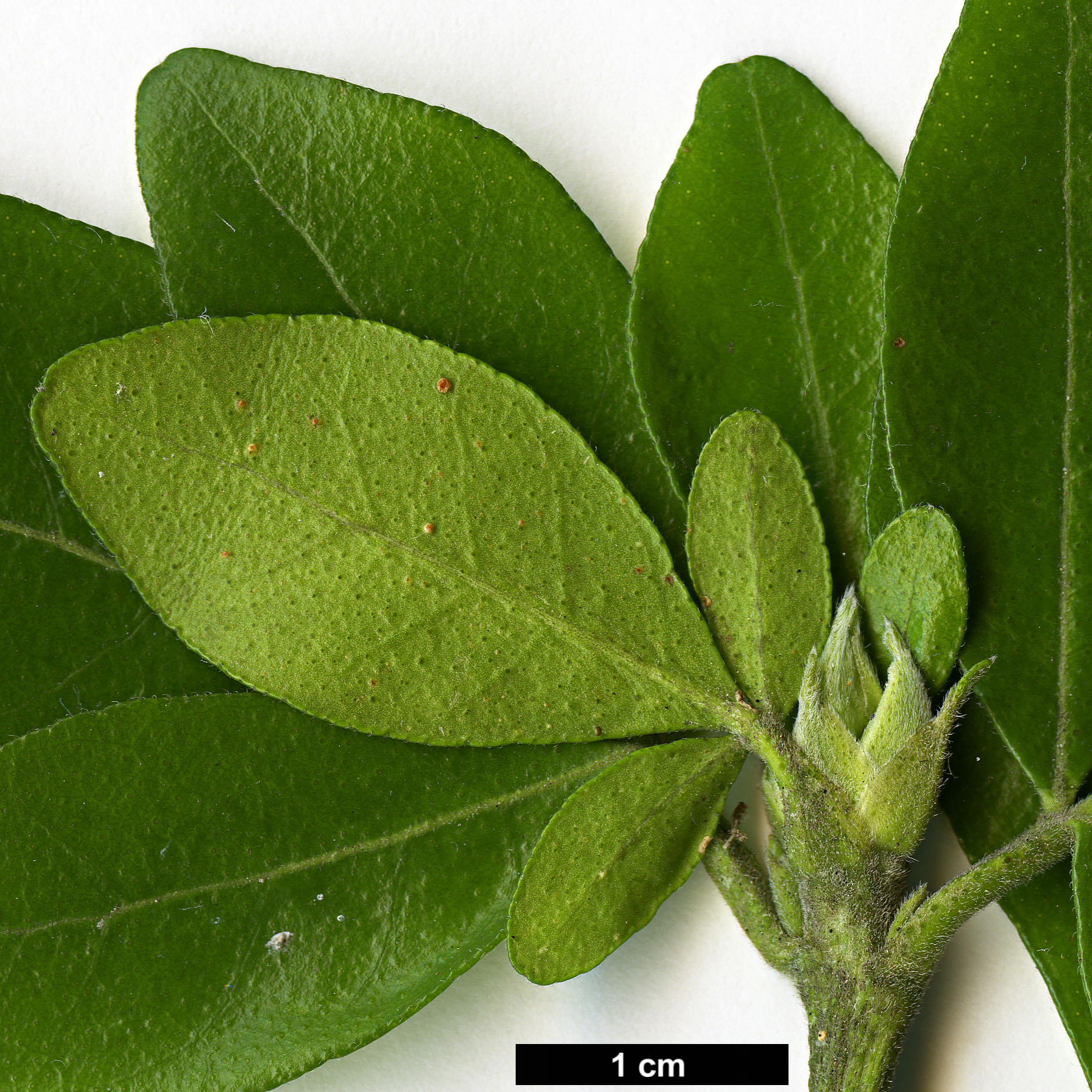 High resolution image: Family: Rutaceae - Genus: Choisya - Taxon: ternata