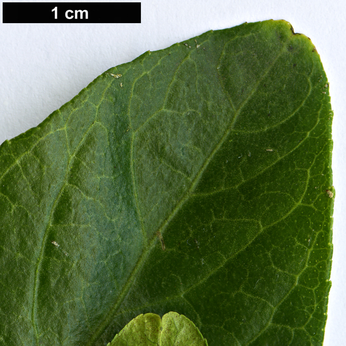 High resolution image: Family: Rutaceae - Genus: Citrus - Taxon: trifoliata