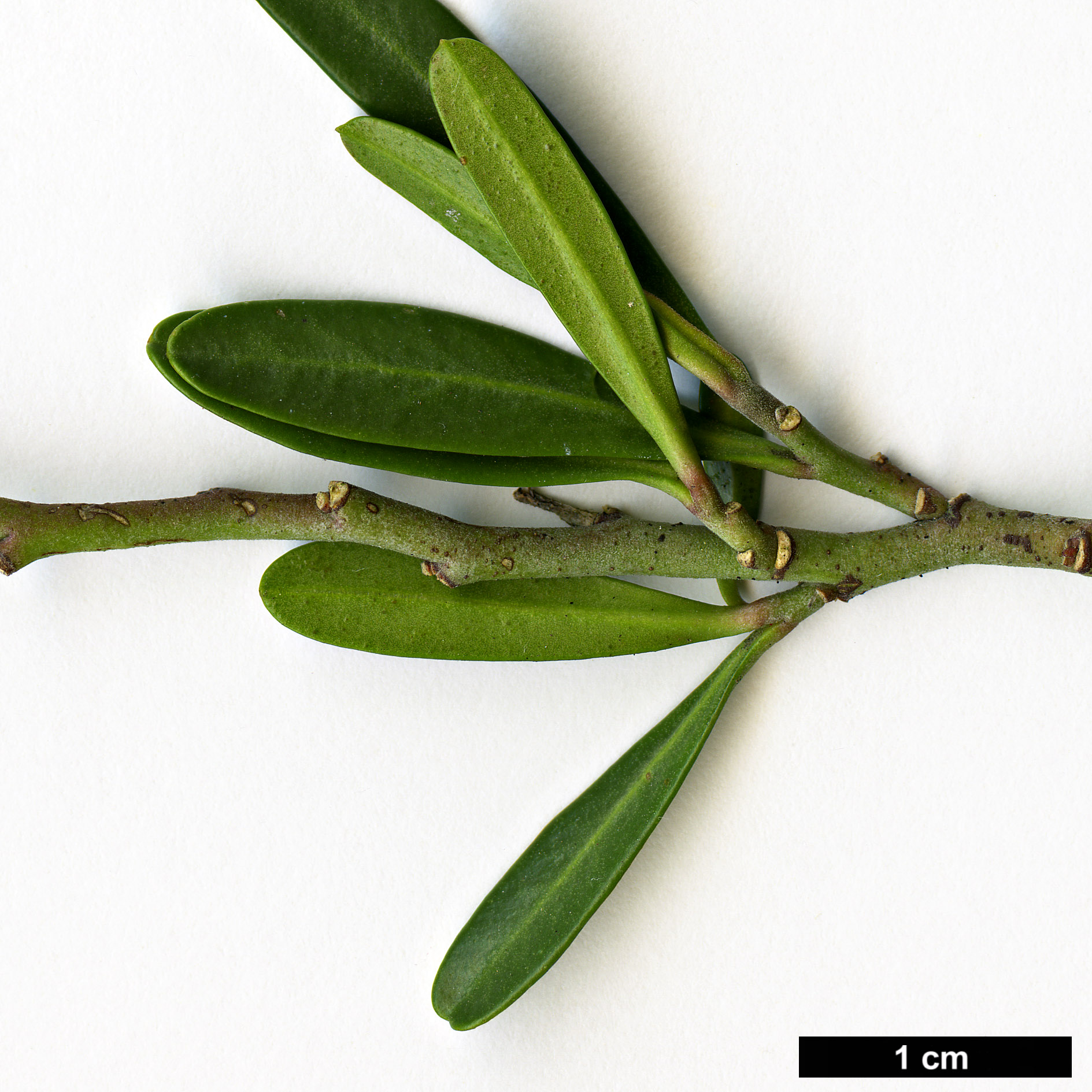 High resolution image: Family: Rutaceae - Genus: Cneorum - Taxon: tricoccon