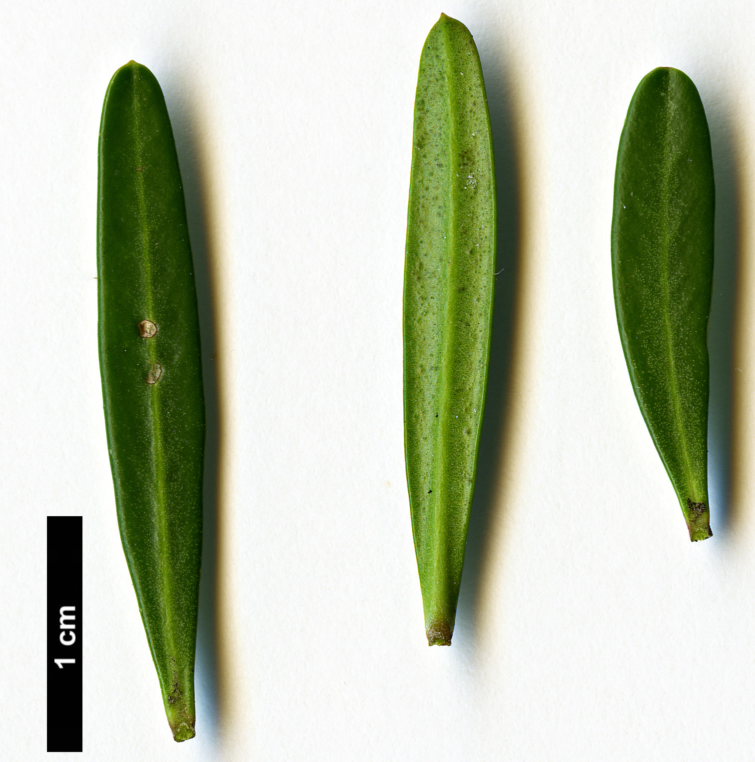 High resolution image: Family: Rutaceae - Genus: Cneorum - Taxon: tricoccon