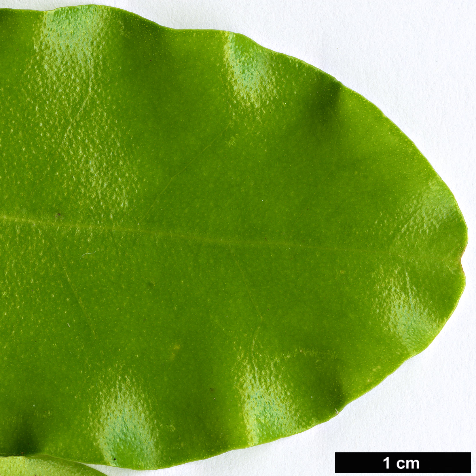 High resolution image: Family: Rutaceae - Genus: Melicope - Taxon: ternata