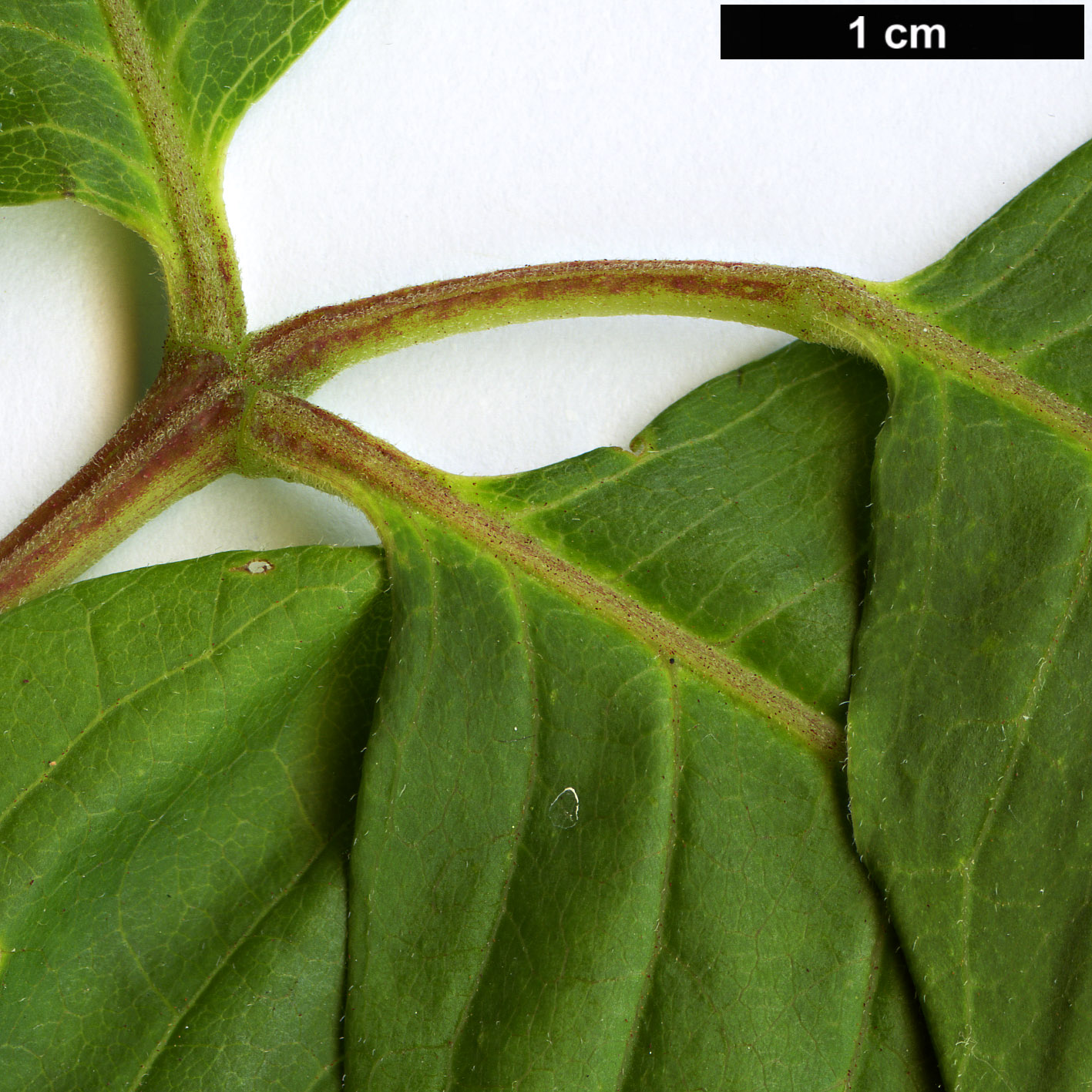 High resolution image: Family: Rutaceae - Genus: Phellodendron - Taxon: lavallei