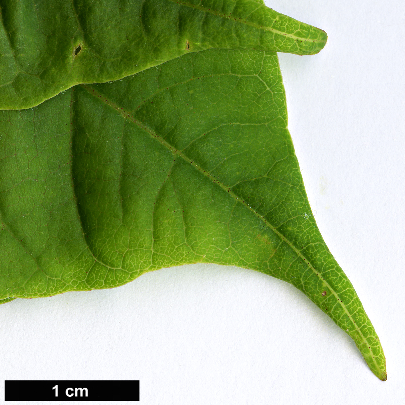 High resolution image: Family: Rutaceae - Genus: Phellodendron - Taxon: lavallei