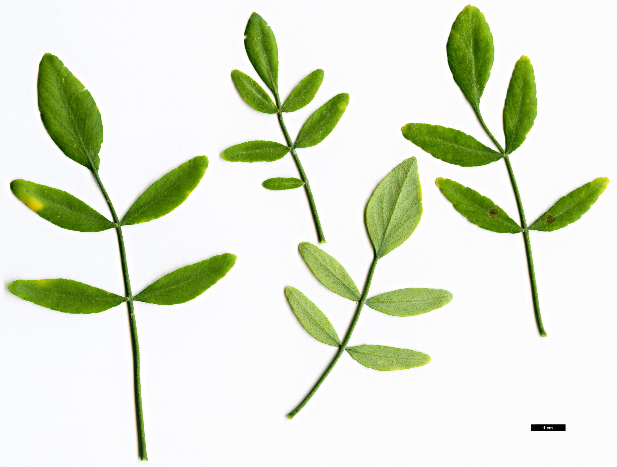 High resolution image: Family: Rutaceae - Genus: Ruta - Taxon: pinnata