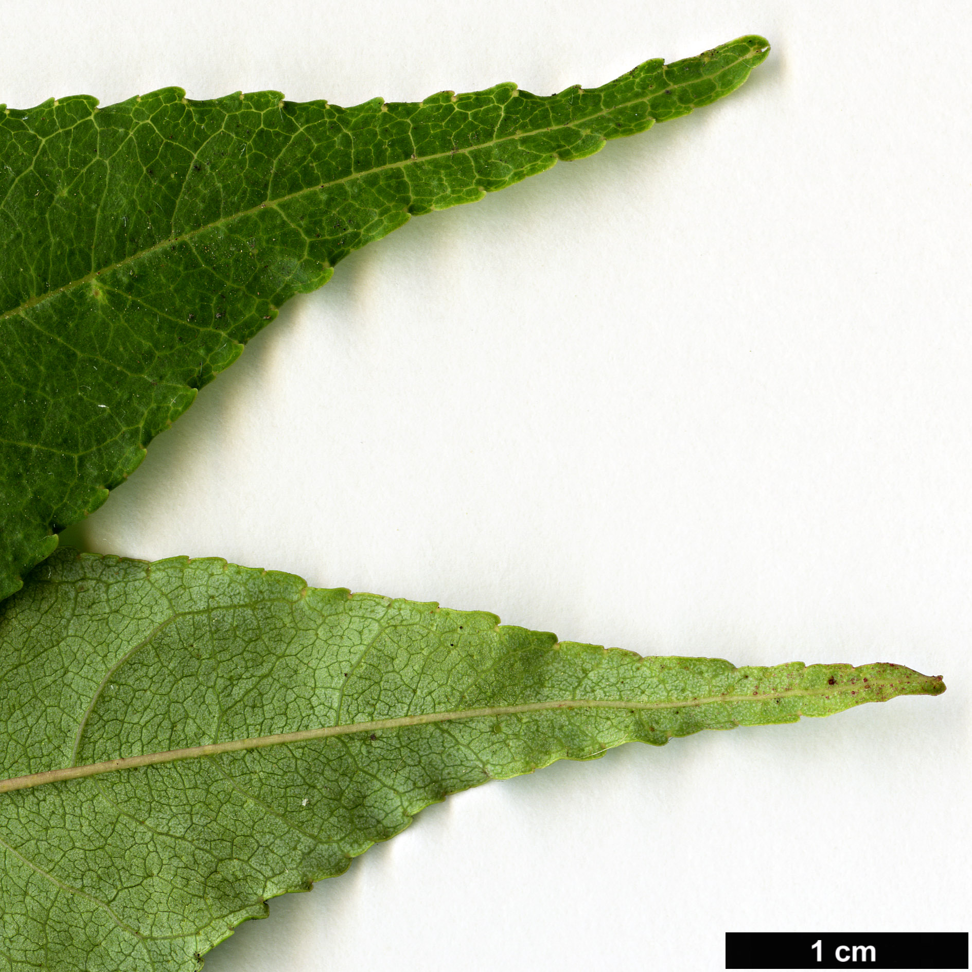 High resolution image: Family: Rutaceae - Genus: Zanthoxylum - Taxon: ailanthoides