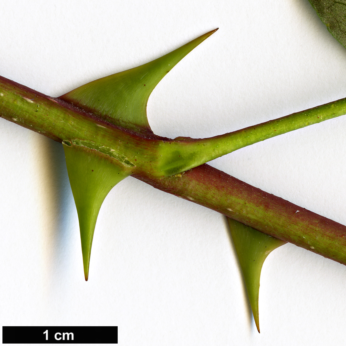 High resolution image: Family: Rutaceae - Genus: Zanthoxylum - Taxon: simulans