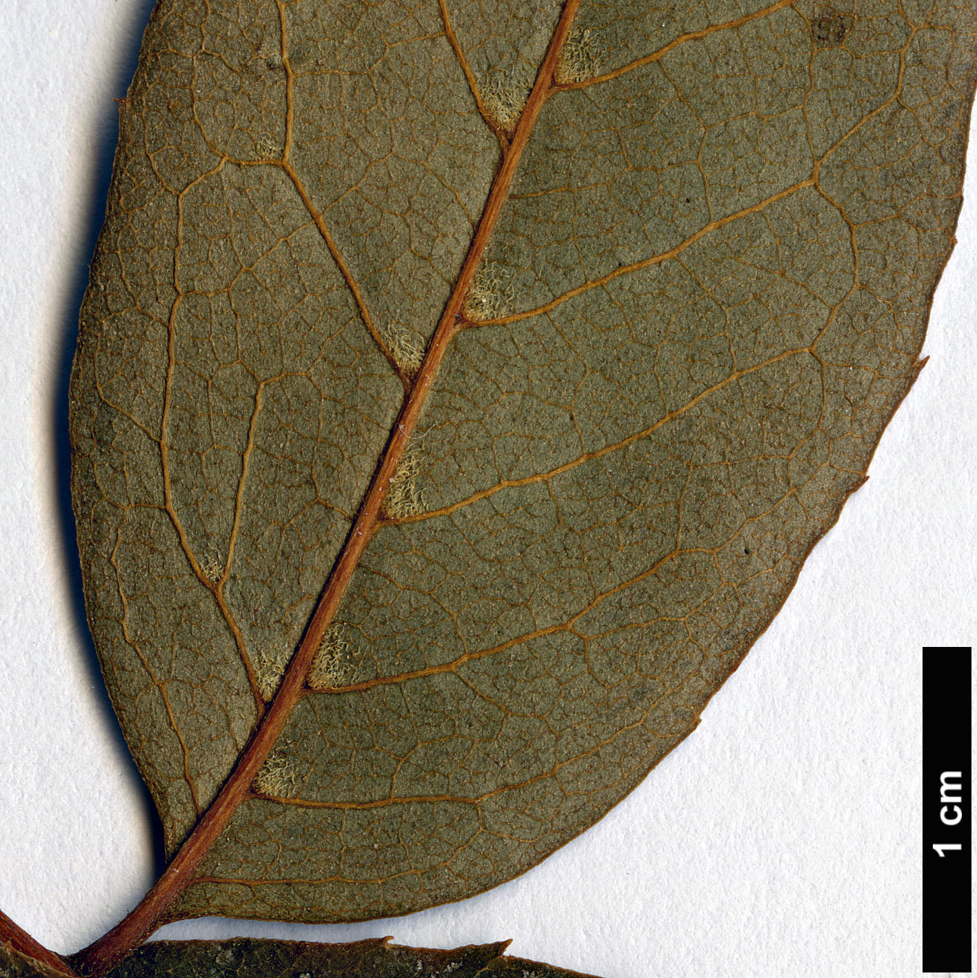 High resolution image: Family: Sabiaceae - Genus: Meliosma - Taxon: beaniana