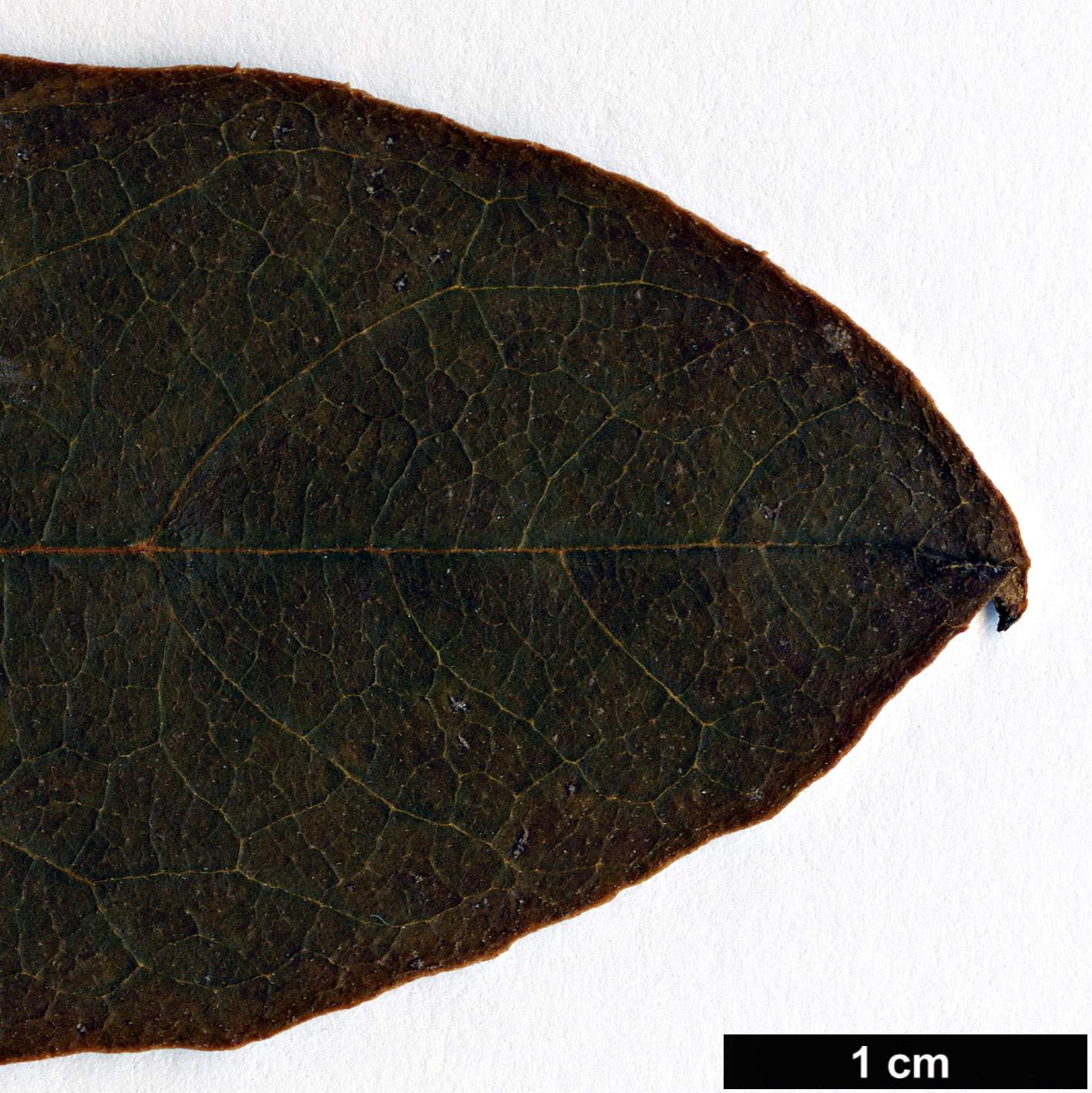 High resolution image: Family: Sabiaceae - Genus: Meliosma - Taxon: beaniana