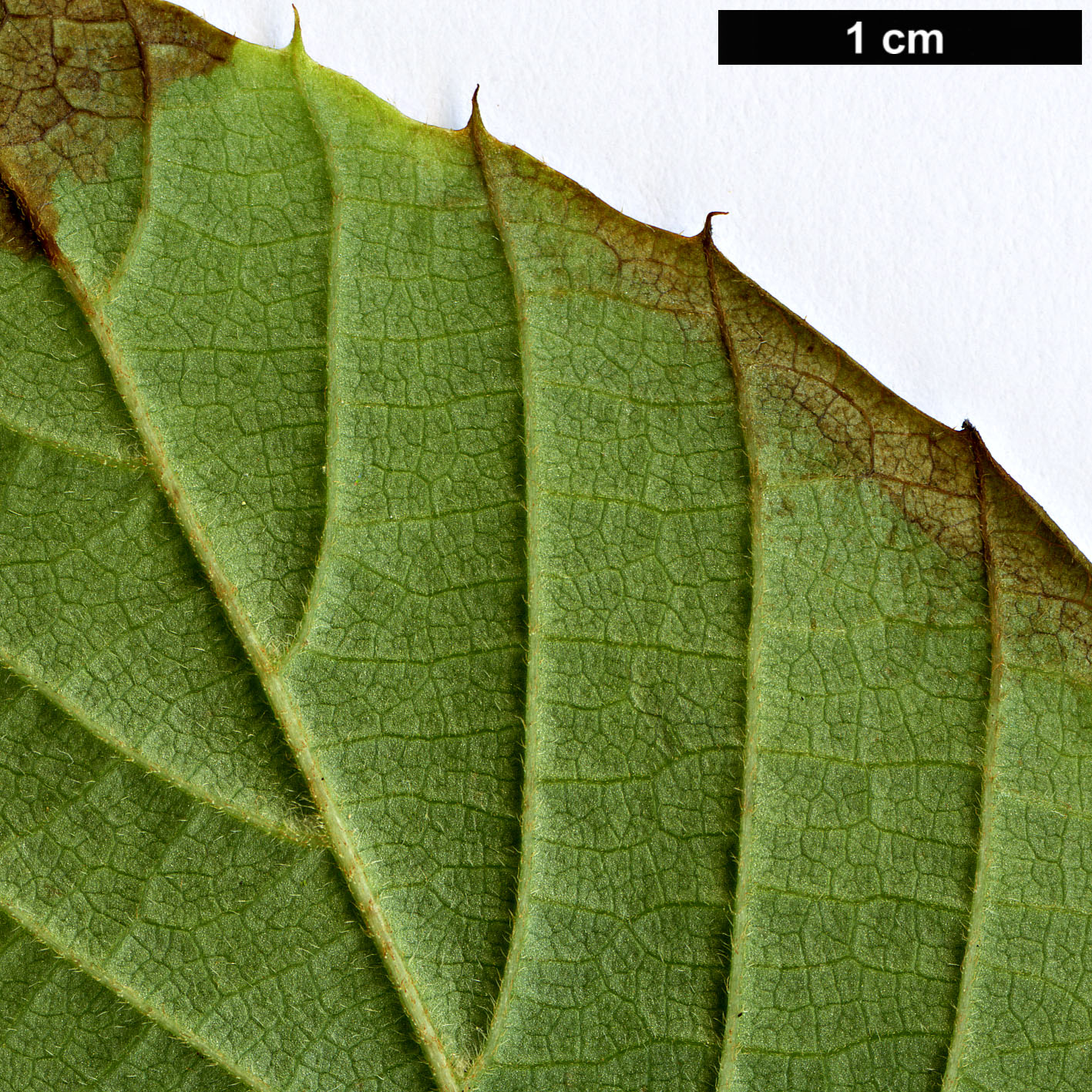 High resolution image: Family: Sabiaceae - Genus: Meliosma - Taxon: cuneifolia