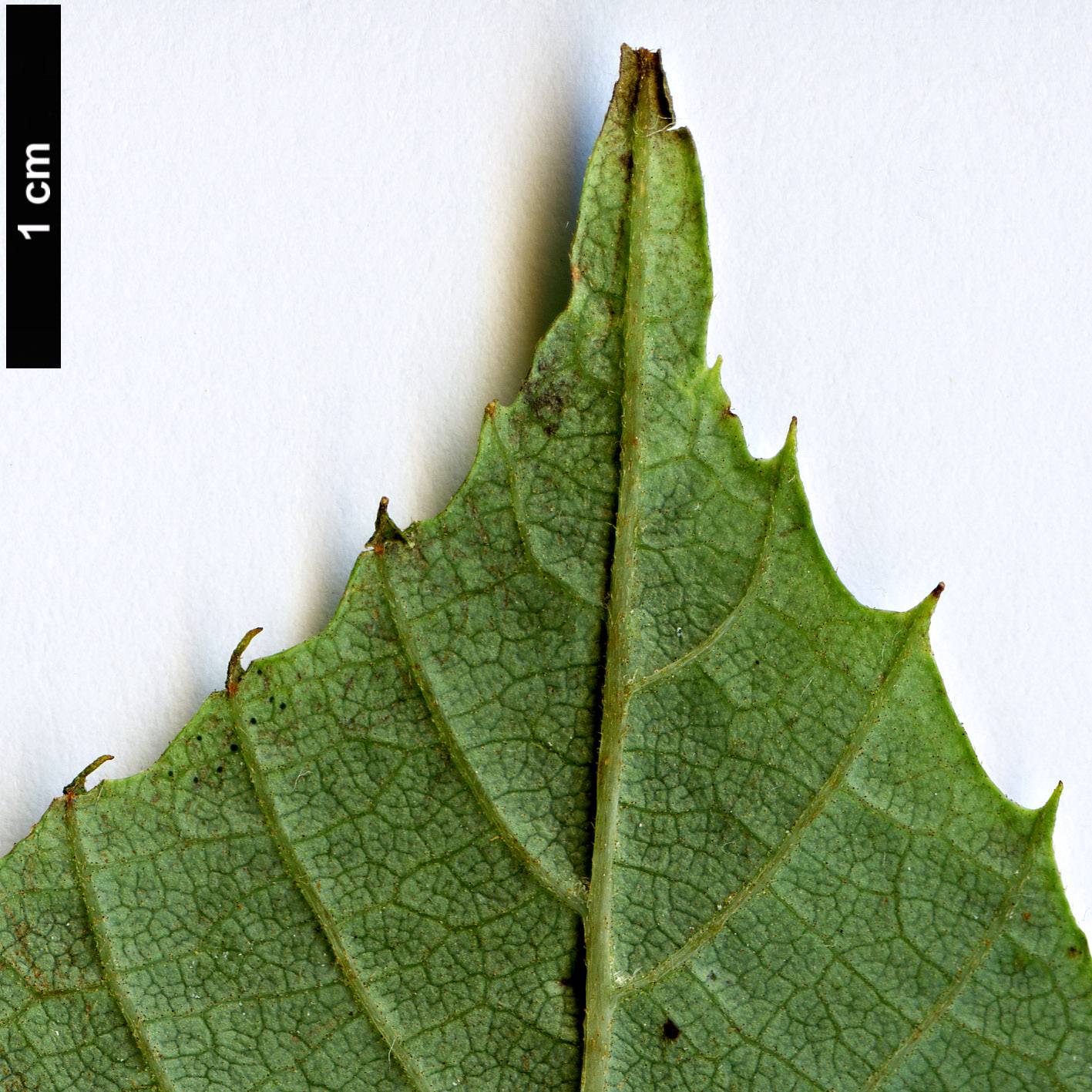 High resolution image: Family: Sabiaceae - Genus: Meliosma - Taxon: cuneifolia