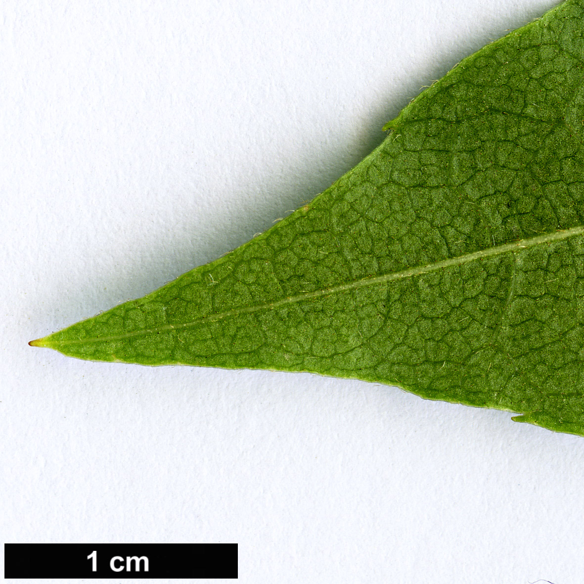 High resolution image: Family: Sabiaceae - Genus: Meliosma - Taxon: oldhamii