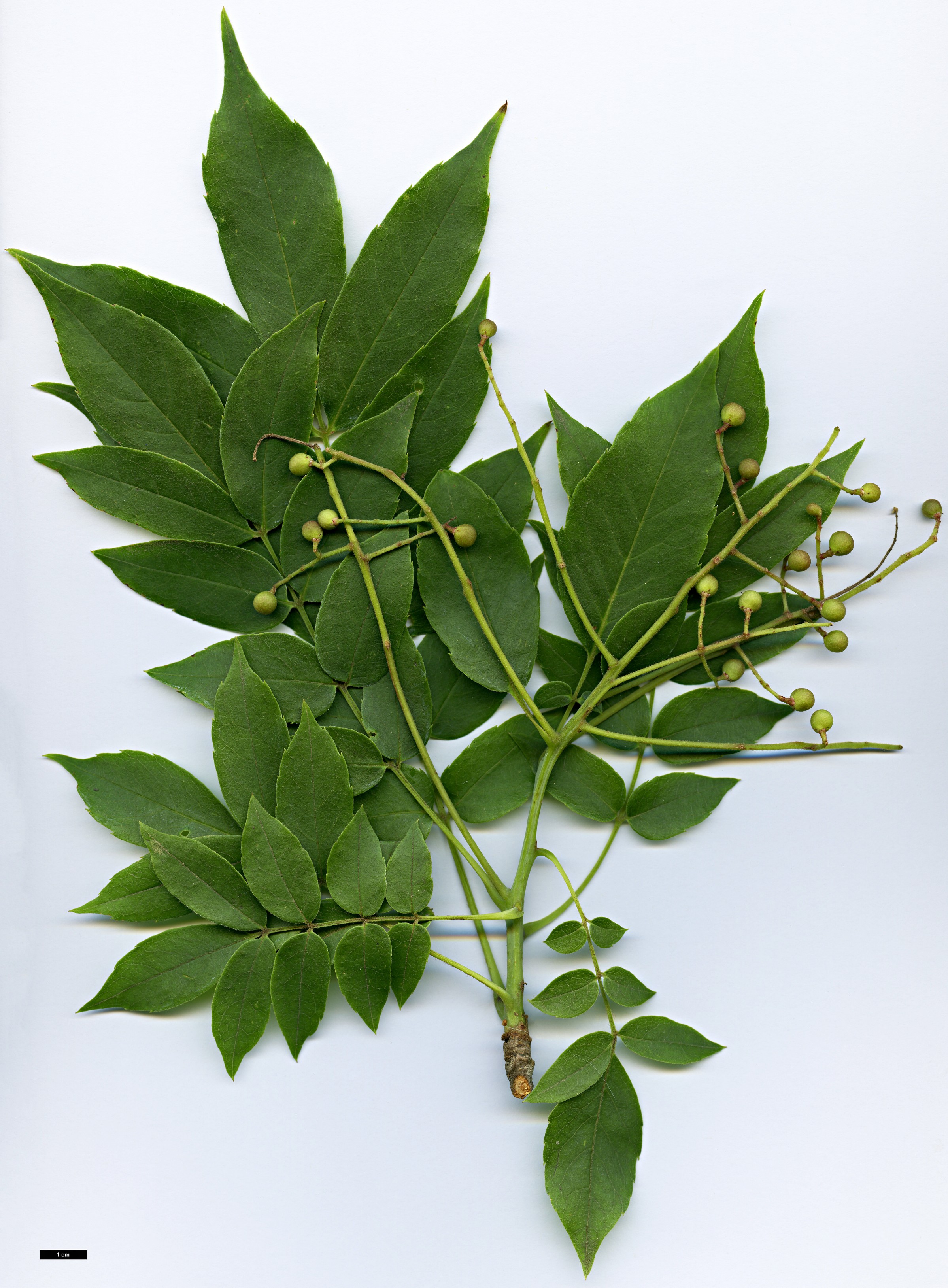 High resolution image: Family: Sabiaceae - Genus: Meliosma - Taxon: oldhamii