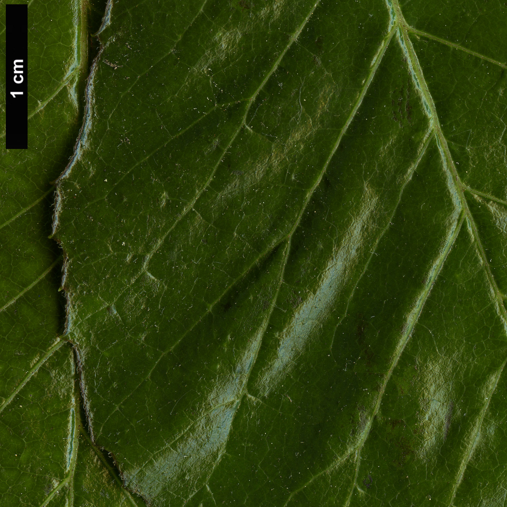 High resolution image: Family: Sabiaceae - Genus: Meliosma - Taxon: parviflora