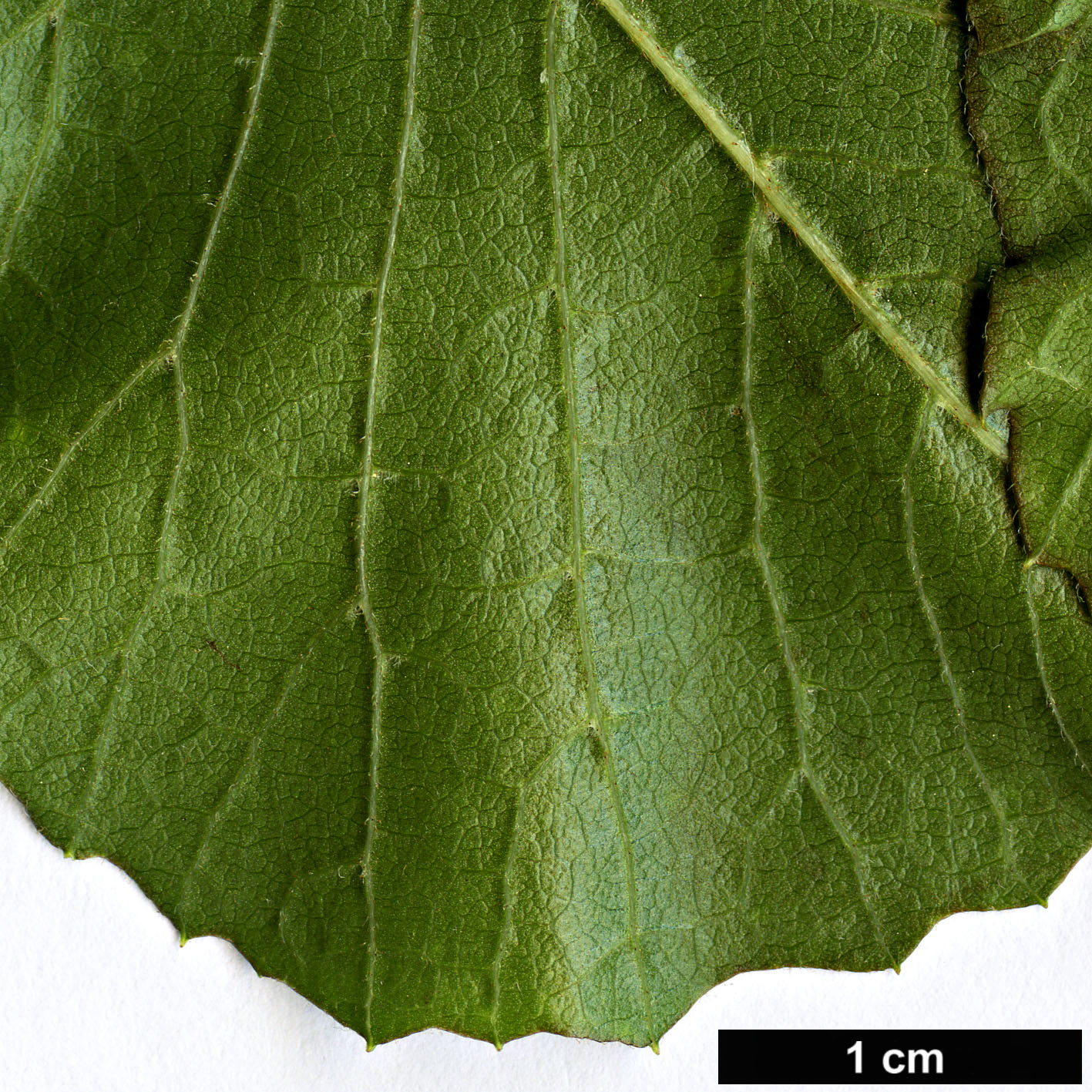 High resolution image: Family: Sabiaceae - Genus: Meliosma - Taxon: parviflora