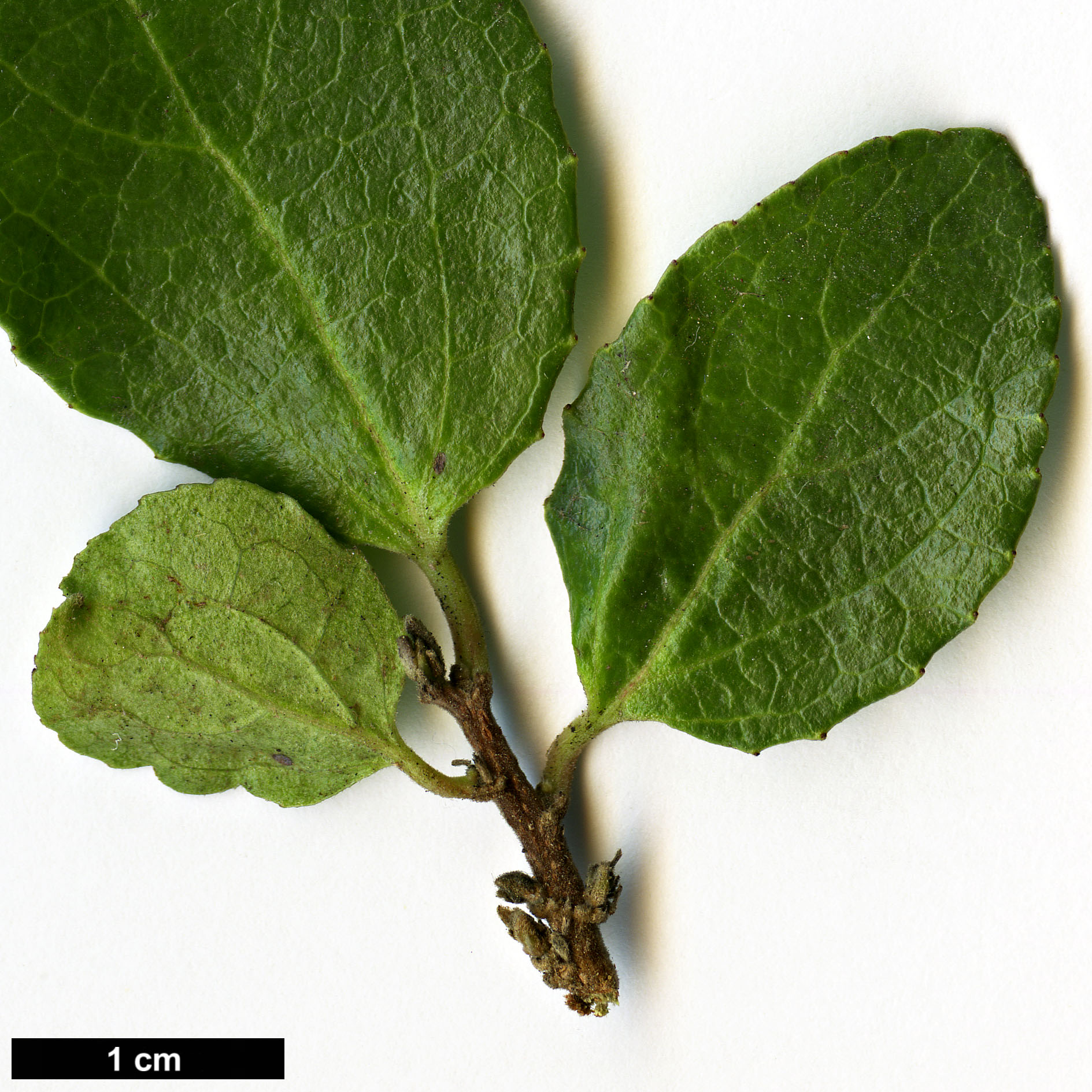 High resolution image: Family: Salicaceae - Genus: Azara - Taxon: celastrina