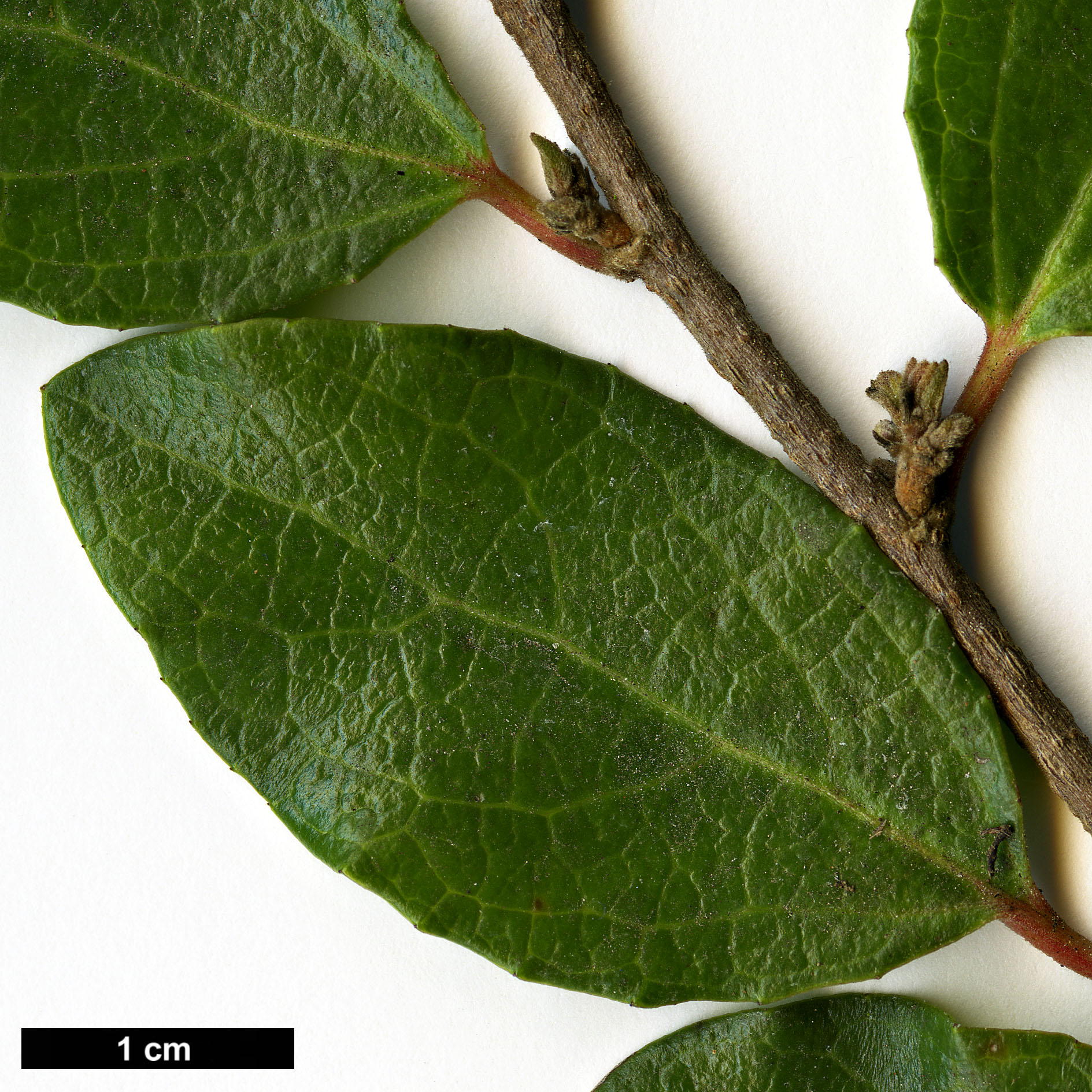 High resolution image: Family: Salicaceae - Genus: Azara - Taxon: celastrina