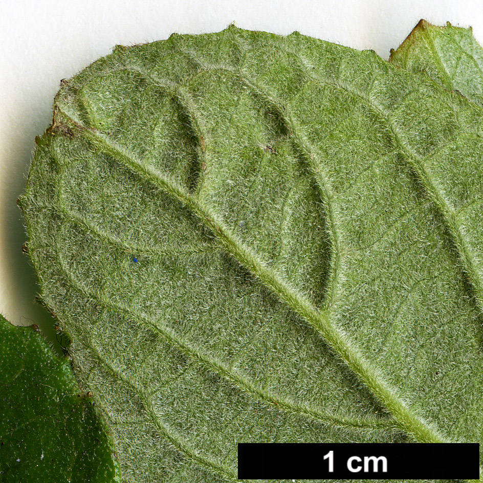 High resolution image: Family: Salicaceae - Genus: Azara - Taxon: dentata