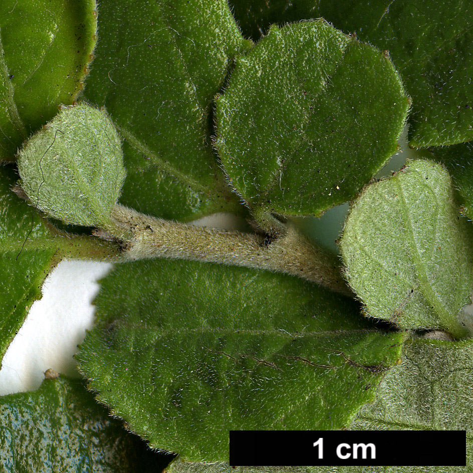 High resolution image: Family: Salicaceae - Genus: Azara - Taxon: dentata