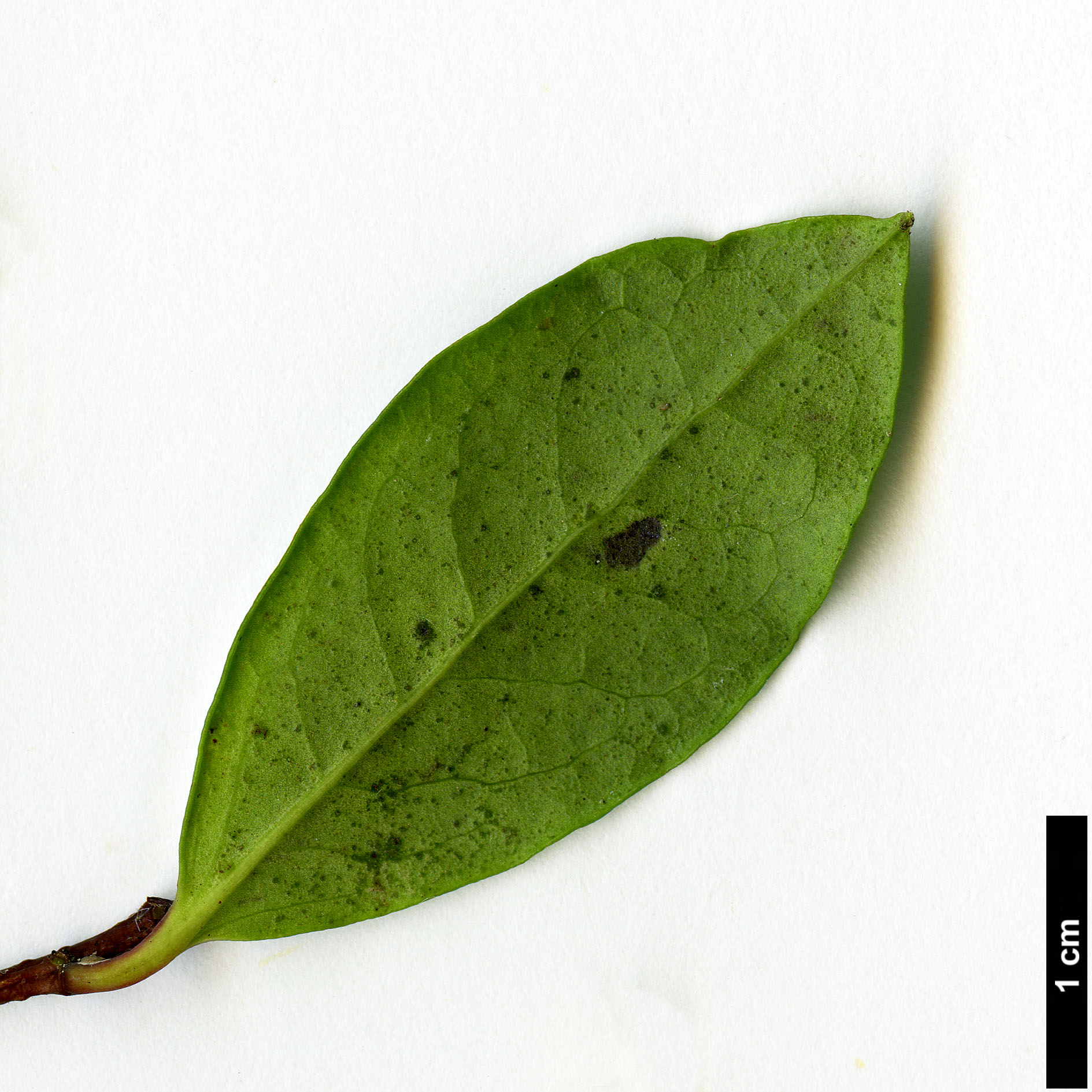 High resolution image: Family: Salicaceae - Genus: Azara - Taxon: integrifolia