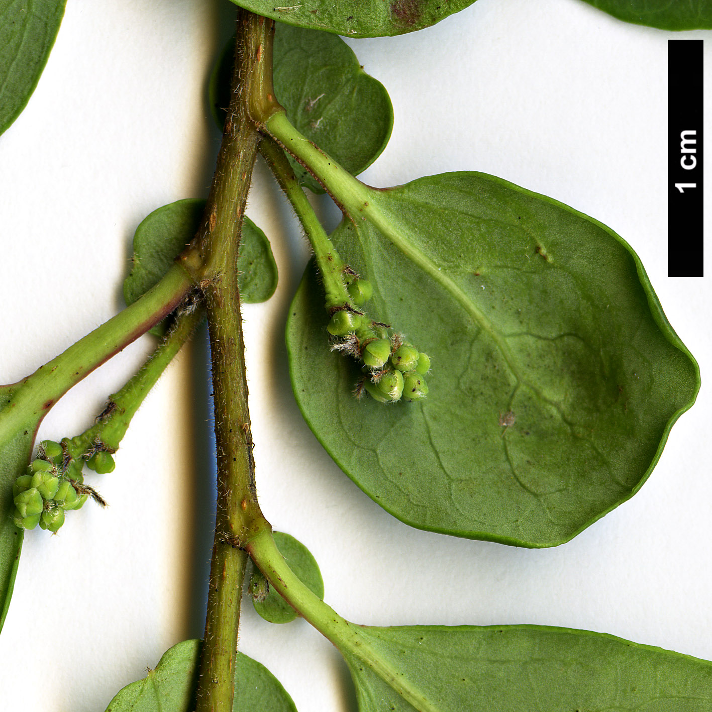 High resolution image: Family: Salicaceae - Genus: Azara - Taxon: integrifolia