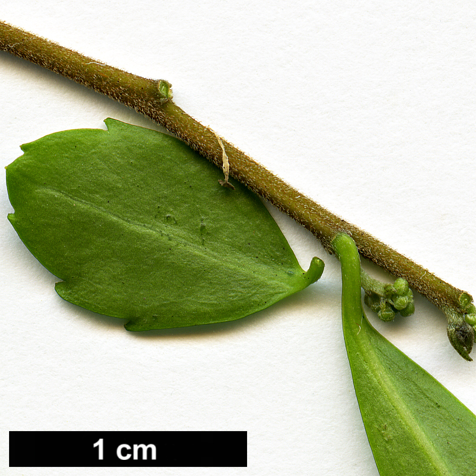 High resolution image: Family: Salicaceae - Genus: Azara - Taxon: lanceolata