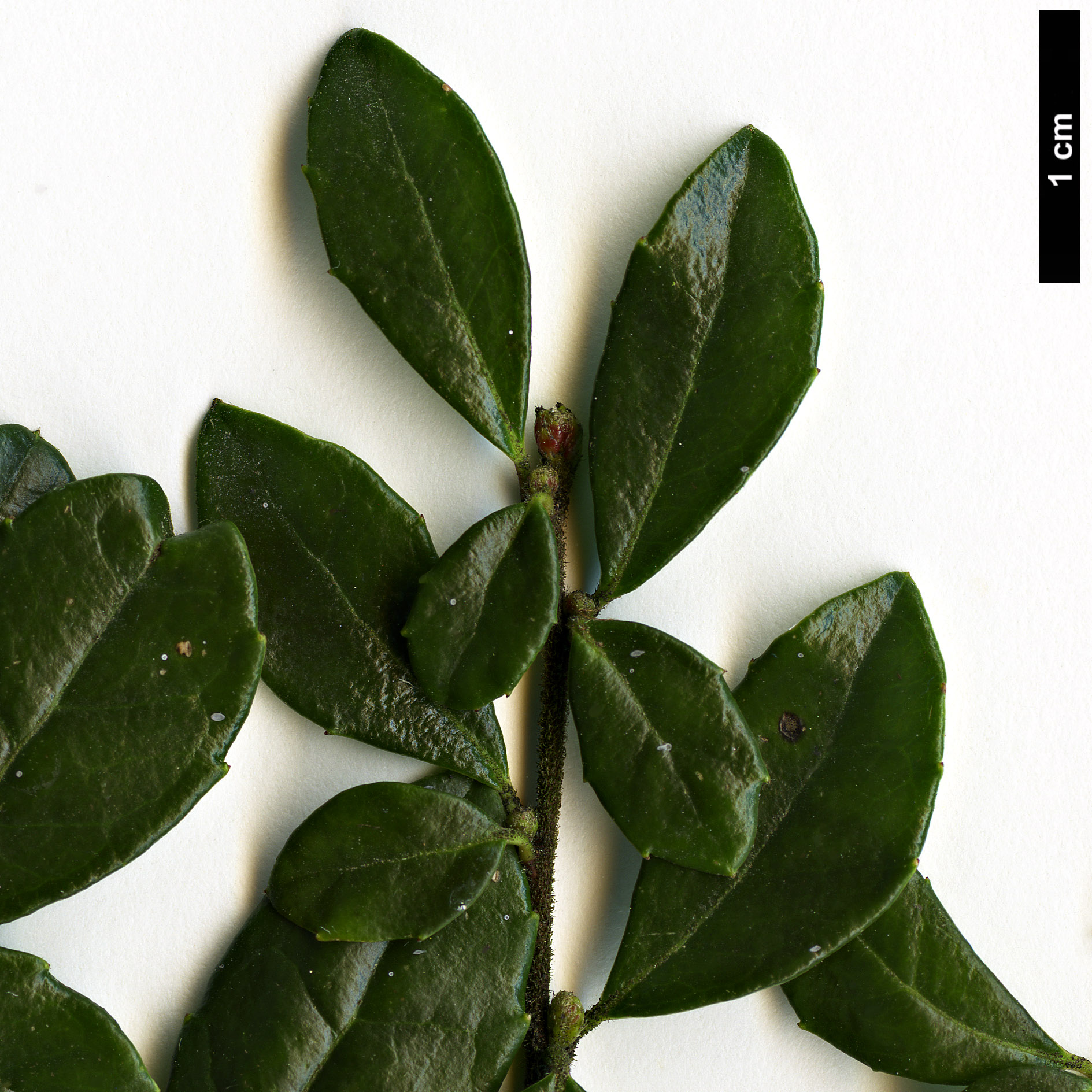 High resolution image: Family: Salicaceae - Genus: Azara - Taxon: microphylla