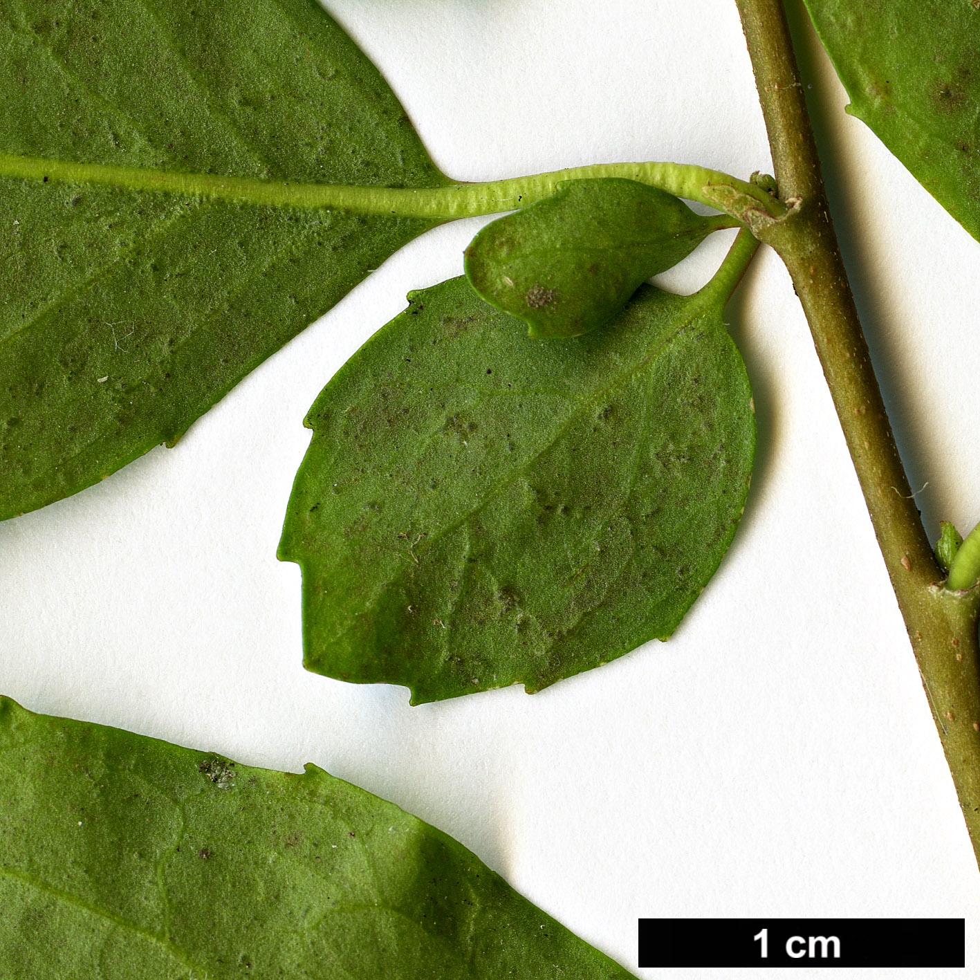 High resolution image: Family: Salicaceae - Genus: Azara - Taxon: serrata