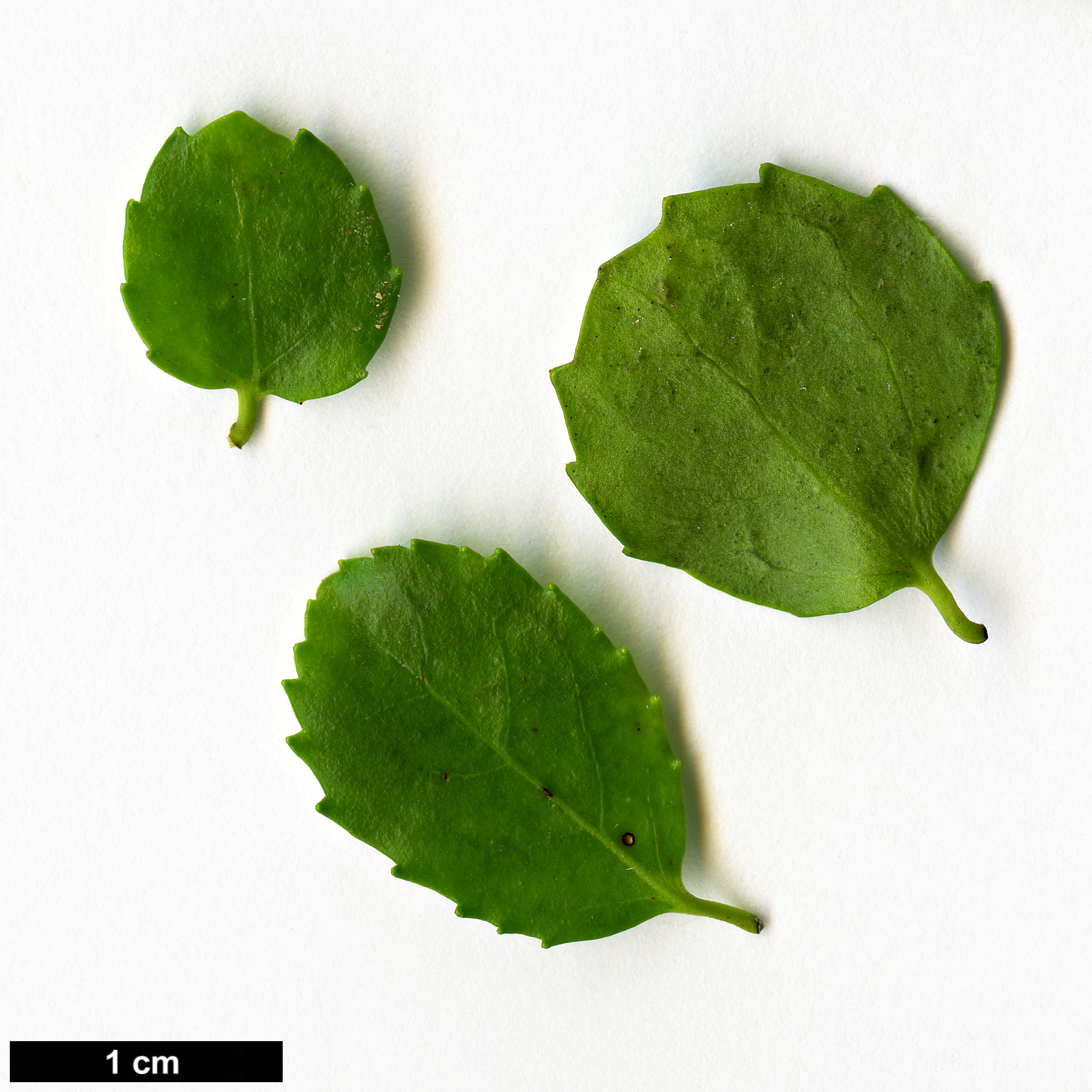 High resolution image: Family: Salicaceae - Genus: Azara - Taxon: serrata